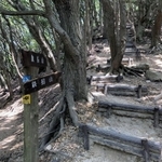 （３）旗振山から鉄拐山までの木立