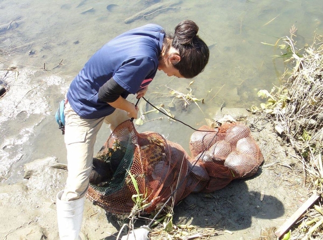 ミシシッピアカミミガメを捕獲する職員（同園提供）