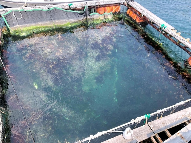 いけすには小魚や海藻類が繁殖していた＝神戸市須磨区一ノ谷町５