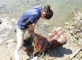 ミシシッピアカミミガメを捕獲する職員（同園提供）