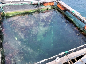 いけすには小魚や海藻類が繁殖していた＝神戸市須磨区一ノ谷町５
