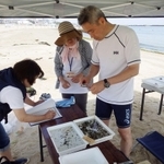アサリの発育状況を調べる里海の会のメンバーら（同会提供）
