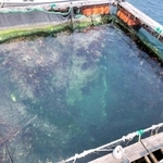 いけすには小魚や海藻類が繁殖していた＝神戸市須磨区一ノ谷町５