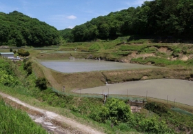 新緑に包まれる棚田＝神戸市須磨区白川