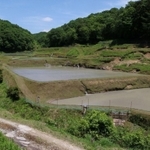 新緑に包まれる棚田＝神戸市須磨区白川