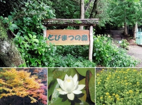 「とびまつの森」の入り口。写真は右から菜の花、ヒツジグサ、イロハモミジ＝飛松中学校