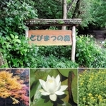 「とびまつの森」の入り口。写真は右から菜の花、ヒツジグサ、イロハモミジ＝飛松中学校
