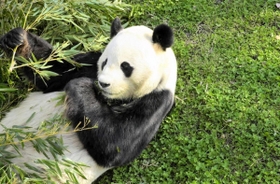 ササを食べるオスのジャイアントパンダ、コウコウ（興興）＝２００３年１２月、神戸市灘区王子町３、市立王子動物園