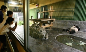 就寝中のパンダを観察するナイトキャンプ参加者ら＝神戸市灘区王子町３，市立王子動物園