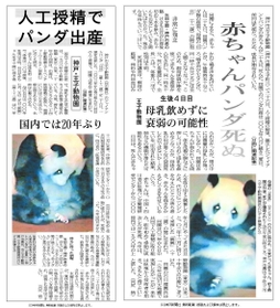 タンタンの赤ちゃん出産を報じる紙面（左）と、その３日後に赤ちゃんが息を引き取ったことを伝える紙面（右）。ともに朝刊１面で報じた