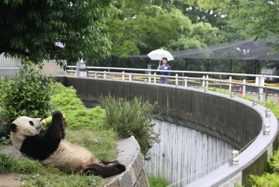 通常の週末は雨天でも込み合うパンダ舎。人気の食事時間も、新型インフルエンザの影響で客の姿はまばら＝２００９年５月、神戸市灘区王子町３、市立王子動物園