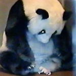 生まれたばかりの赤ちゃんとタンタン＝２００８年８月２６日午後３時４６分ごろ、王子動物園提供のビデオ映像から