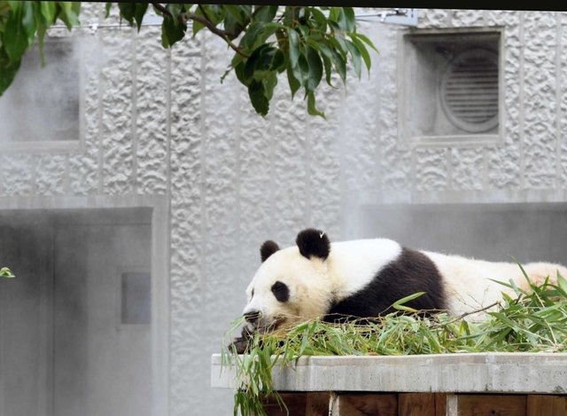暑さが苦手なタンタン。ミストで涼む＝神戸市立王子動物園（撮影・後藤亮平） 