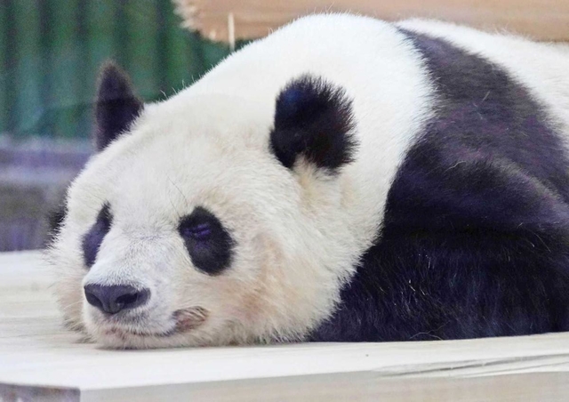 タンタンの決めポーズ？＝王子動物園（撮影・後藤亮平）