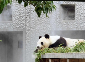 暑さが苦手なタンタン。ミストで涼む＝神戸市立王子動物園（撮影・後藤亮平） 