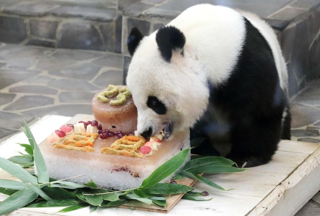 タンタン２３歳の誕生日。特製ケーキにかぶりつく（２０１８年）
