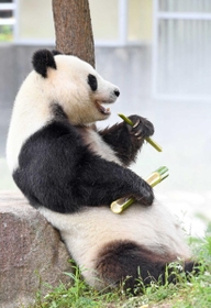 左手で竹の茎を食べるタンタン
