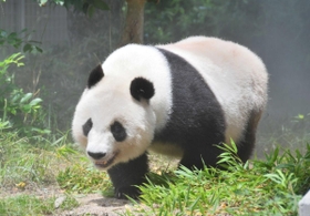 食事の合間に散歩するタンタン＝神戸市立王子動物園