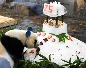 神戸で最後の誕生ケーキを味わうタンタン＝神戸市立王子動物園（撮影・後藤亮平）