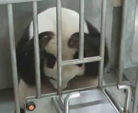 トレーニングがうまくいかず、頭を抱えるタンタン（王子動物園提供）