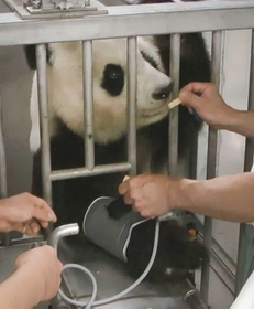 トレーニングの成果。右腕を前に出し血圧を測る（王子動物園提供）