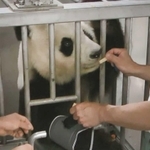 トレーニングの成果。右腕を前に出し血圧を測る（王子動物園提供）
