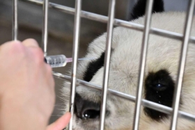 目薬をするタンタン。じっとしていられたらリンゴがもらえる（王子動物園提供）