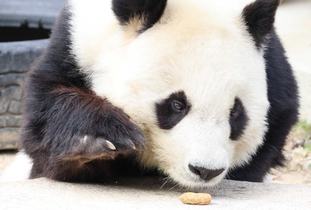 餌を食べようとしているタンタン＝神戸市立王子動物園