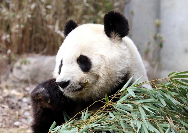 目をつぶり、おいしそうにタケを頬張るタンタン＝神戸市立王子動物園
