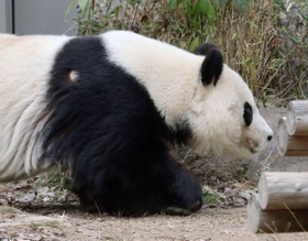 心電図検査のため、体毛をそったタンタン＝神戸市立王子動物園