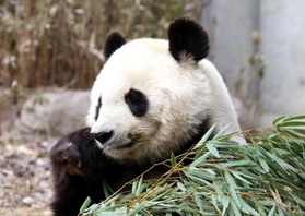 目をつぶり、おいしそうにタケを頬張るタンタン＝神戸市立王子動物園
