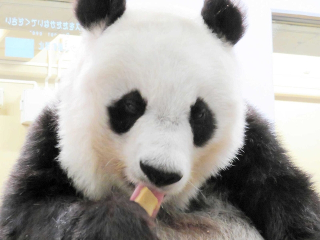パンダ団子をほおばるタンタン＝神戸市立王子動物園提供