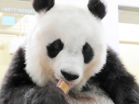 パンダ団子をほおばるタンタン＝神戸市立王子動物園提供