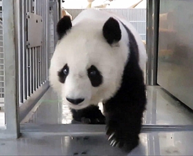トレーニング室に前足を入れたタンタン＝神戸市立王子動物園提供