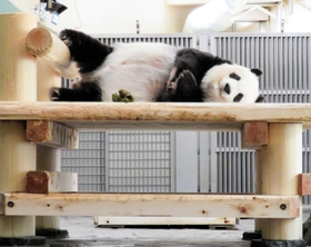 観覧中止期間中、屋内の寝台でごろごろするタンタン＝１１月２４日、王子動物園（同園提供）