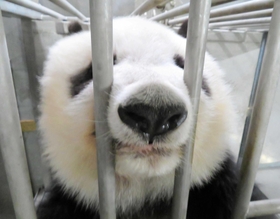おりの外に鼻を突き出して「圧タン」するタンタン（王子動物園提供）