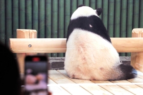 観覧が再開し、客が入ってもマイペースに背中を向けるタンタン＝１６日、王子動物園