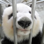 おりの外に鼻を突き出して「圧タン」するタンタン（王子動物園提供）