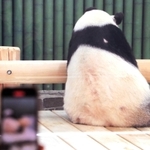 観覧が再開し、客が入ってもマイペースに背中を向けるタンタン＝１６日、王子動物園