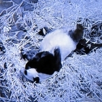 獣舎で眠る、年越し直後のタンタン（王子動物園提供）