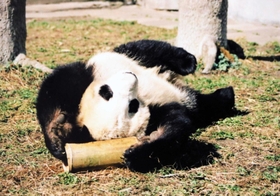 中国パンダ保護研究センターで過ごしていた頃のタンタン（王子動物園提供）