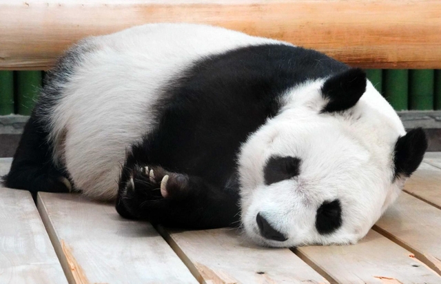 年越しの瞬間も寝て過ごしたタンタン＝５日、王子動物園