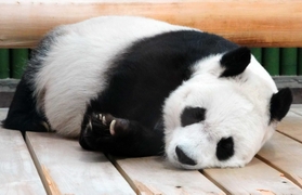 年越しの瞬間も寝て過ごしたタンタン＝５日、王子動物園