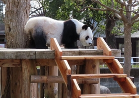 飼育員が手作りした階段で、やぐらに上がったタンタン＝２月１１日、王子動物園（同園提供）
