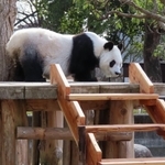 飼育員が手作りした階段で、やぐらに上がったタンタン＝２月１１日、王子動物園（同園提供）