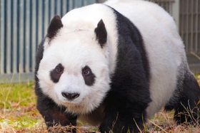国内最高齢になったタンタン＝１月１１日、神戸市灘区王子町３、王子動物園（撮影・坂井萌香）