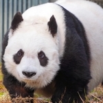 国内最高齢になったタンタン＝１月１１日、神戸市灘区王子町３、王子動物園（撮影・坂井萌香）