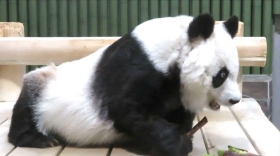 園内で取れたタケノコを食べるタンタン＝神戸市立王子動物園（同園公式ツイッターより）