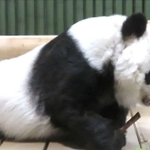 園内で取れたタケノコを食べるタンタン＝神戸市立王子動物園（同園公式ツイッターより）