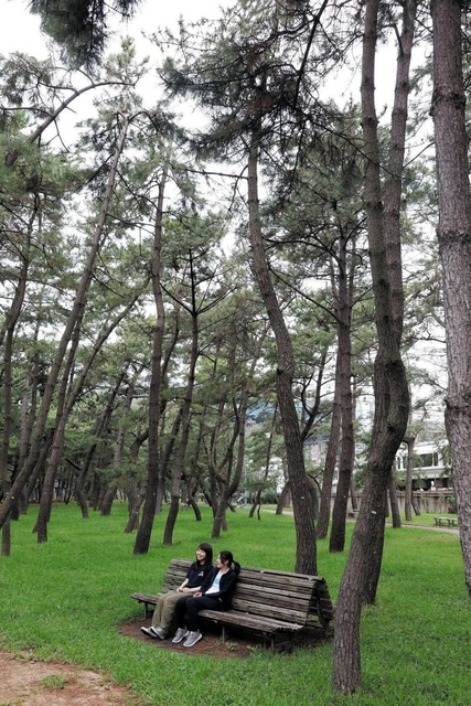 松林が広がる舞子公園＝神戸市垂水区東舞子町（撮影・三津山朋彦）
